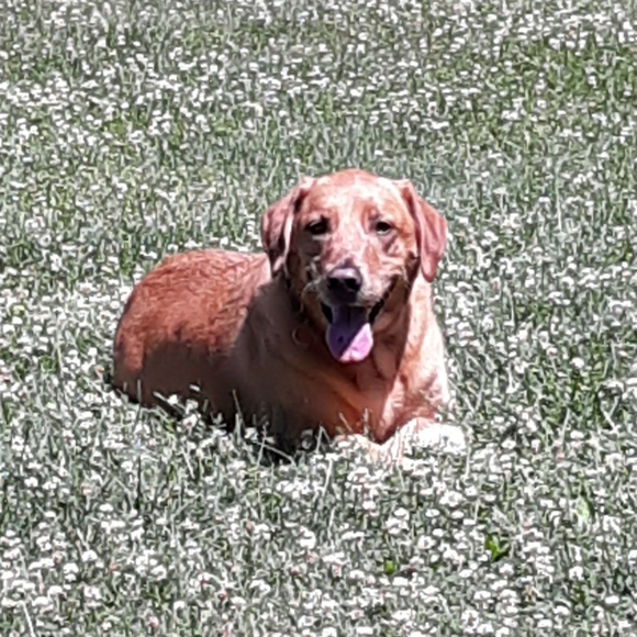 Meet your Posher, Antionette - Picture 1 of 1